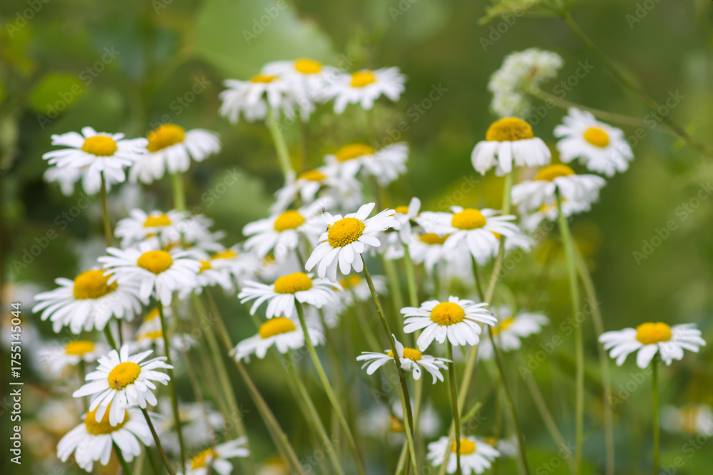 Fototapeta premium Field of daisies in bloom at morning. Seasonal beauty and simplicity.