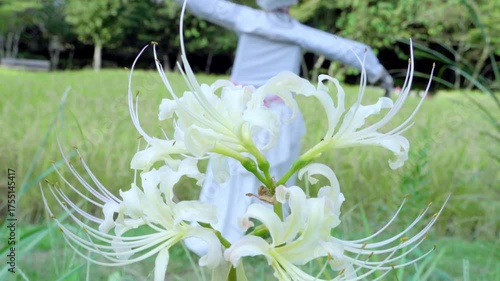 彼岸花と案山子