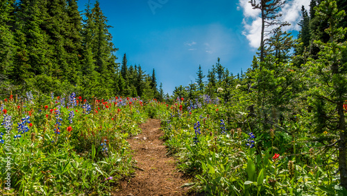 Hiking Trail through the Wildflowers on Tod Mountain