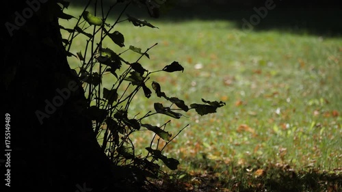 Tree shadow and leaves against sunlit grass.