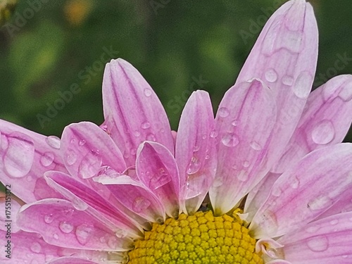 pink flower, pink chrysanthemum close-up