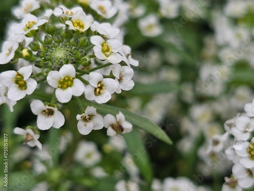 white cherry blossom