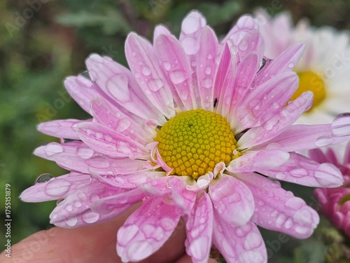 pink chrysanthemum close-up