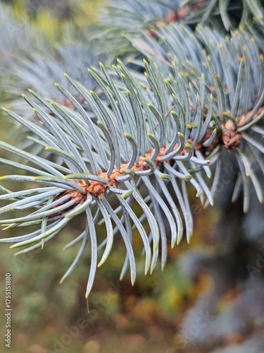 frost on pine needles