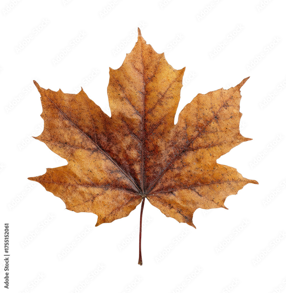 Obraz premium PNG Brown autumn maple leave photography seasonal detailed.