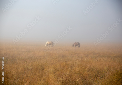 Two horses grazing in the plain, in the quiet of the foggy dawn, Piana di Castelluccio, Umbria, Sibillini Mountains, Italy