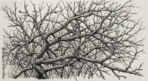 Detailed Hand-Drawn Gnarled Bare Tree or Bush Branches in Engraving Style – Antique Vintage Nature Element