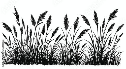 Vector Silhouette Border of Tall Ornamental Grass and Reeds with Feathery Plumes