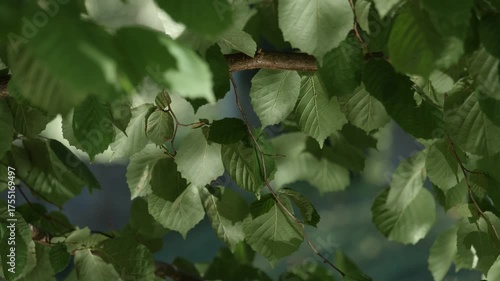 Green leaves moving gently in sunlight.