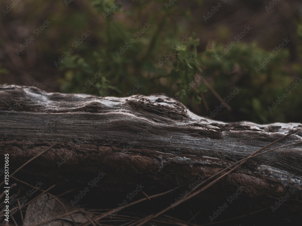 Obraz premium close-up of forest tree roots on soil