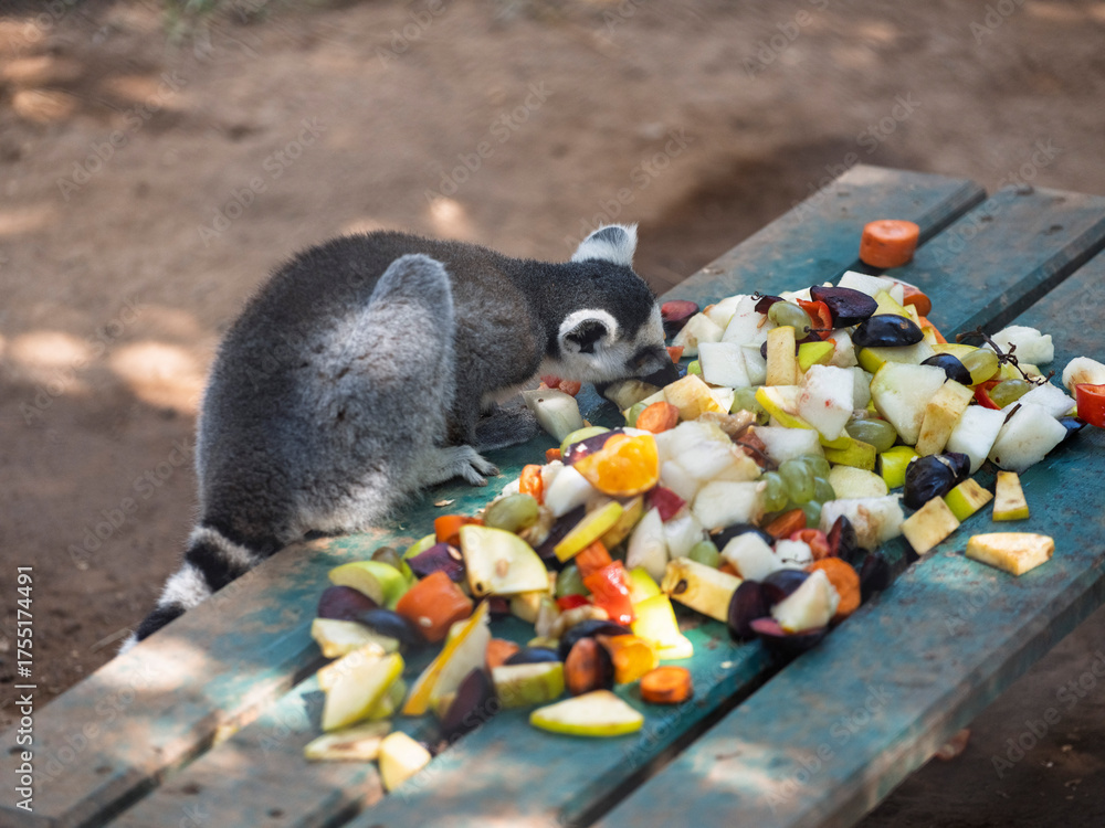 Obraz premium close-up of lemur feeding on fruit