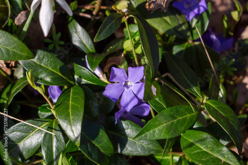 Beautiful purple flower of vinca or periwinkle on blurred background of green leaves