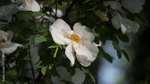 Close-up of delicate white flower with yellow center.