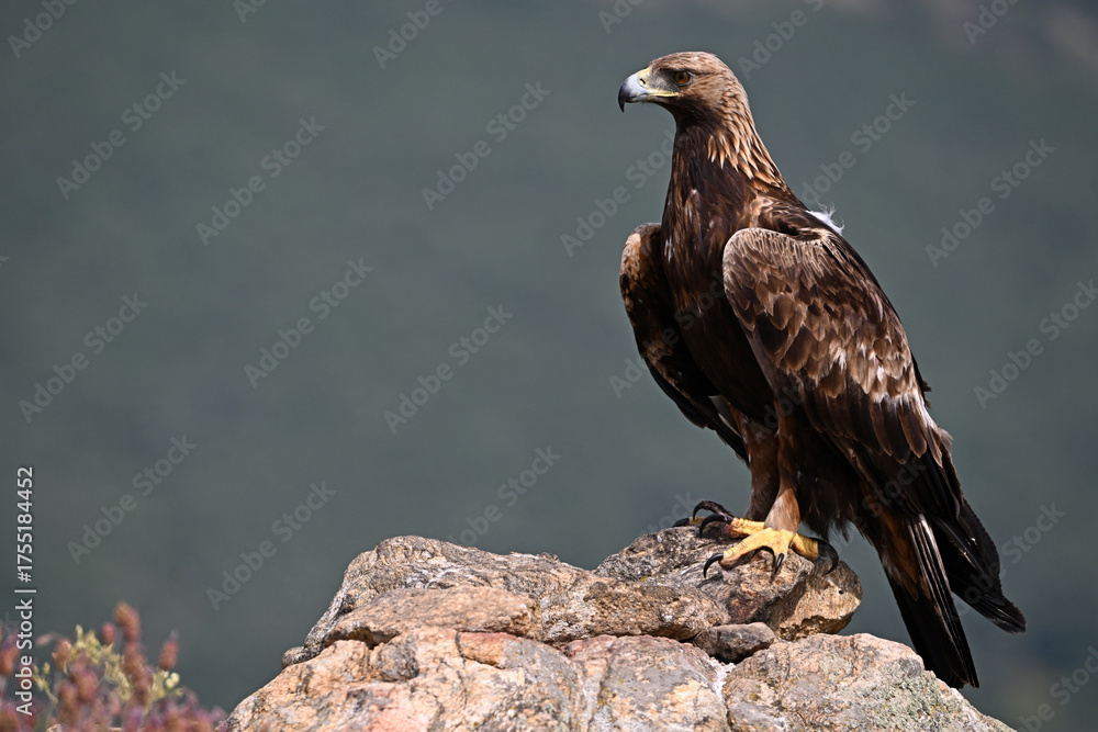 Fototapeta premium a strong golden eagle in the mountain
