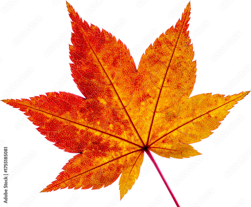 Obraz premium 가을-단풍-낙엽-단풍잎-잎-나뭇잎-단풍잎-붉은-잎맥-배경제거