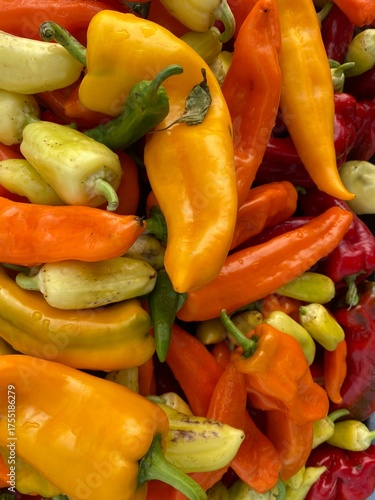 Vertical Close-up of Mixed Yellow, Orange, and Green Peppers Fresh Harvest