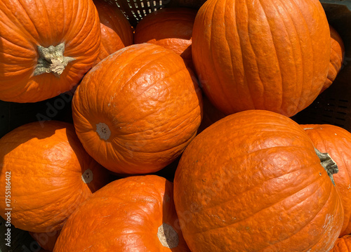 Vibrant Orange Pumpkins: Close-up of Autumn Harvest and Fall Decor