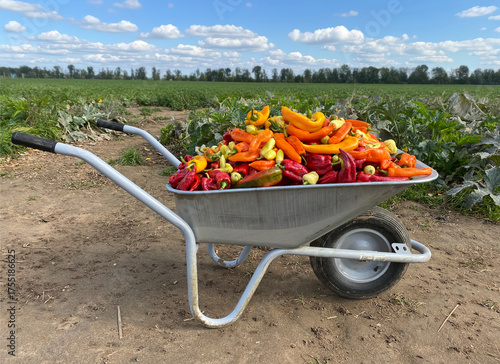 Fresh Harvest of Colorful Bell Peppers in a Wheelbarrow on Organic Farmland