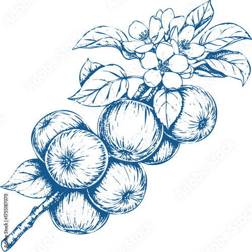 Blue Engraved Apple Branch with Fruits and Blossoms leaf