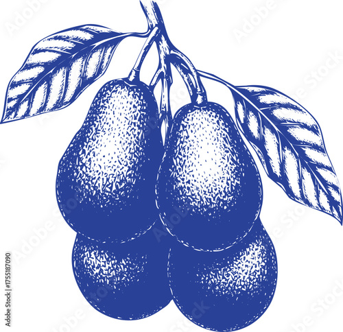 Blue Pears on a Branch with Leaves in Sketch Style fruit leaf