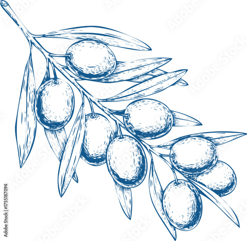 Blue Olive Branch with Olives and Leaves in Sketch Style fruit leaf