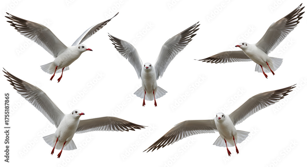 Fototapeta premium Group of five seagulls flying isolated on white background, soaring birds in flight, perfect for nature or wildlife projects