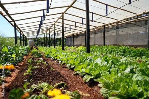 Huerta orgánica al aire libre en el campo
