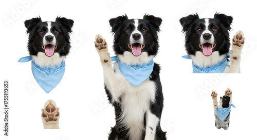 Happy black and white Border Collie dog wearing a blue bandana with raised paw isolated on white, playful pet portrait perfect for pet care and training content