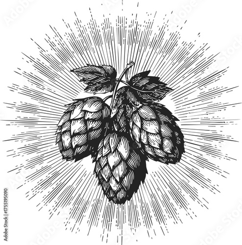 Hop cones sketch hand drawn with leaves and radiant lines — stock vector