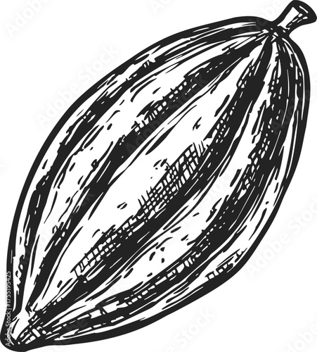 Cacao pod sketch hand drawn style detailed tropical fruit illustration — stock vector