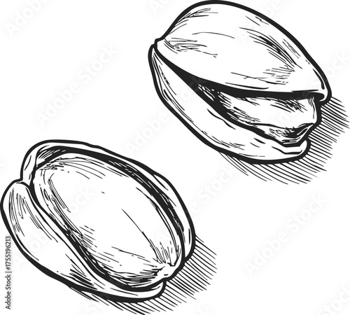 Pistachio nuts in shells, hand drawn sketch style illustration with detailed shading — stock vector