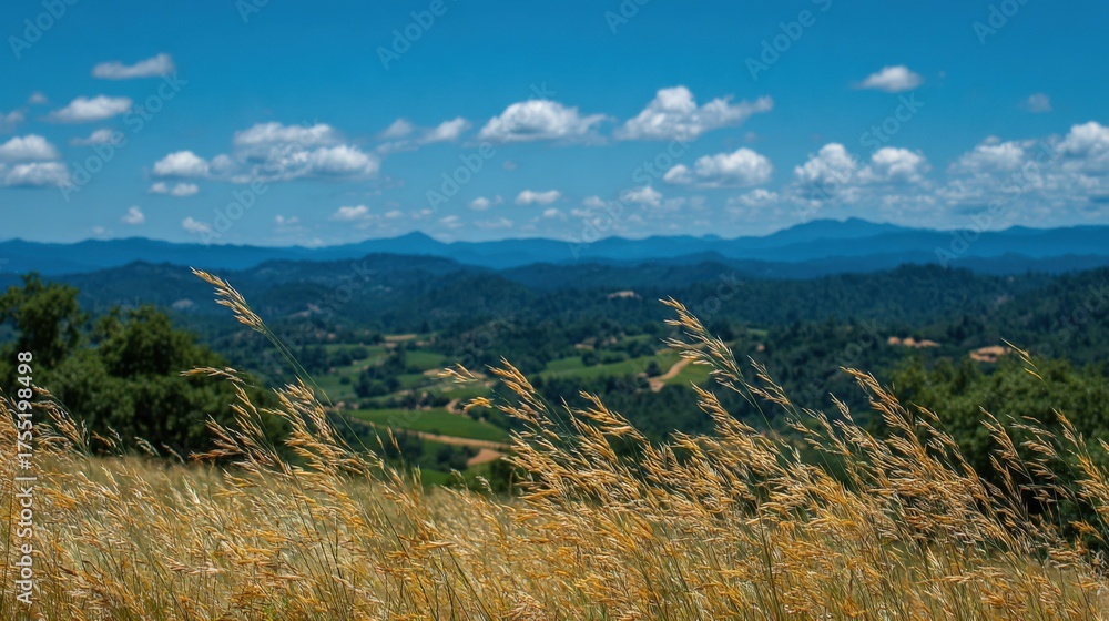 Naklejka premium Golden Grass Field Against Blue Sky and Mountains
