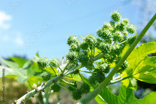 Quadro em tela Seeds And Green Leaves Of Ricinus Communis For The Production Of Industrial Oil