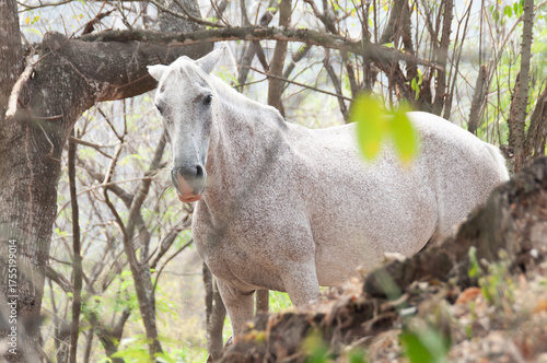 Beautiful Greyish White Mare Free In The Field