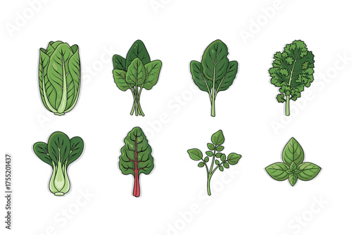 Variety of green leafy vegetables: romaine, spinach, kale, bok choy, swiss chard, herbs. Vector illustration