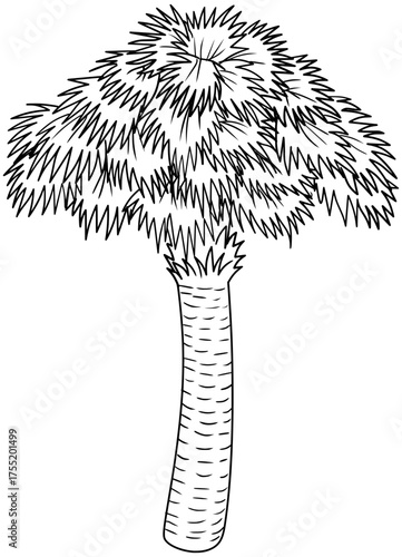 Sabal Palm Tree Vector Outline Line Art Drawing