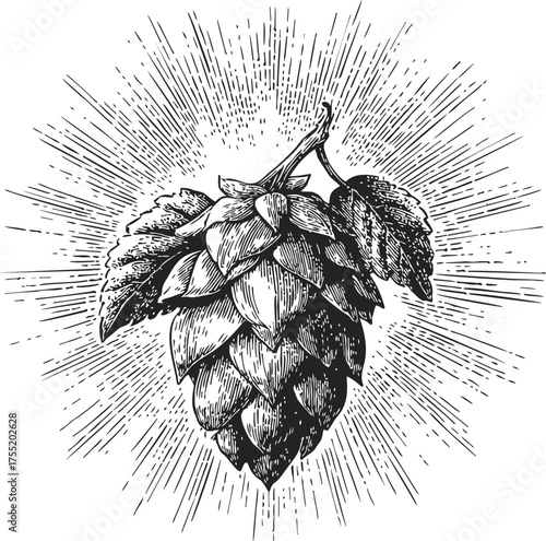 Hop cone sketch hand drawn with leaves and sunburst rays — stock vector