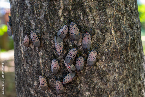 Spotted lantern fly
