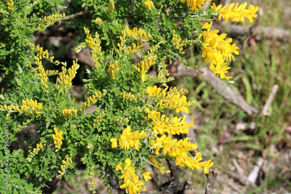Obraz premium Dwarf Yellow Broom (Cytisus racemosus Nana) in flower, South Australia