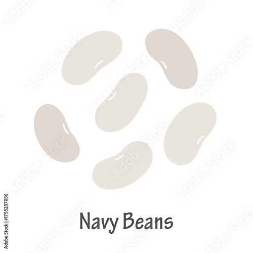 Hand Drawn Navy Beans Illustration