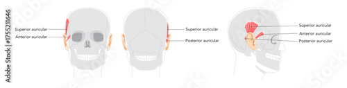 Superior Anterior auricular - Ear muscle illustrated in anatomy chart, elevates the ear, important for auricular movement studies and medical reference.