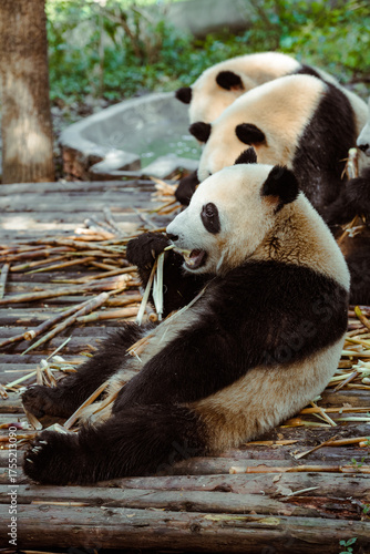Two pandas are chewing on bamboo shoots at the Chengdu Research Base of Giant Panda Breeding in Chengdu, China