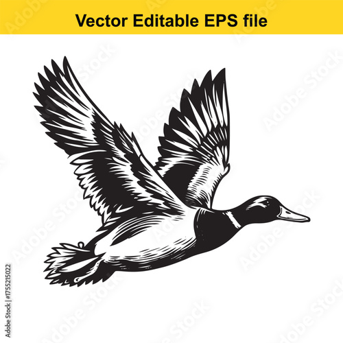 Vector art of mallard duck flying with wings spread