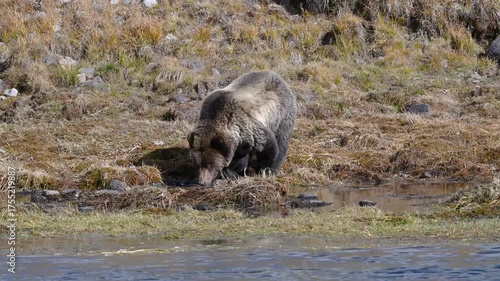 Grizzly bear quenching its thirst