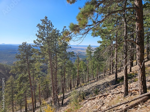 pine forest in autumn