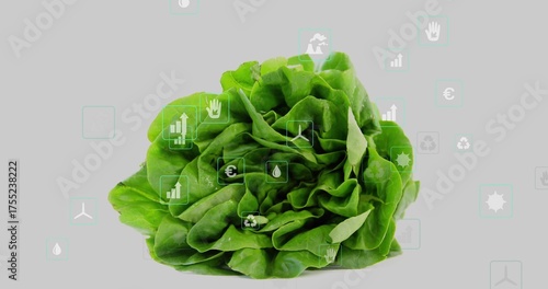 Displaying green butterhead lettuce against pale gray backdrop, overlaying sustainability icons