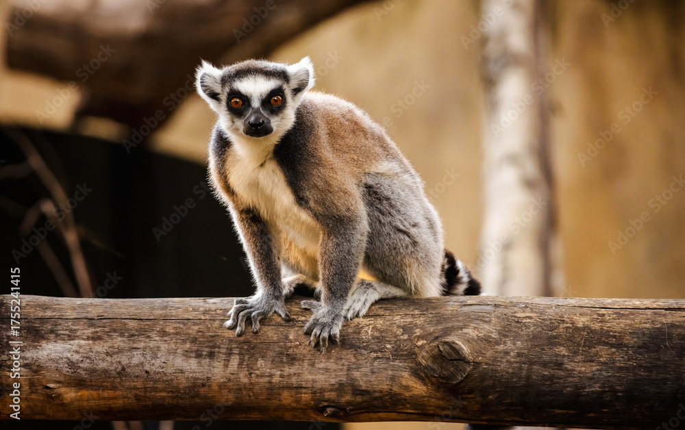 Obraz premium Ring-tailed lemur standing alert on a wooden log with bright orange eyes and striped tail in natural light