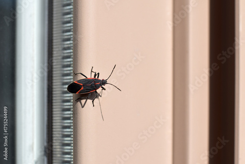 Canvas Print Black and red boxelder bug, Boisea trivittata, sitting on a window frame outdoor