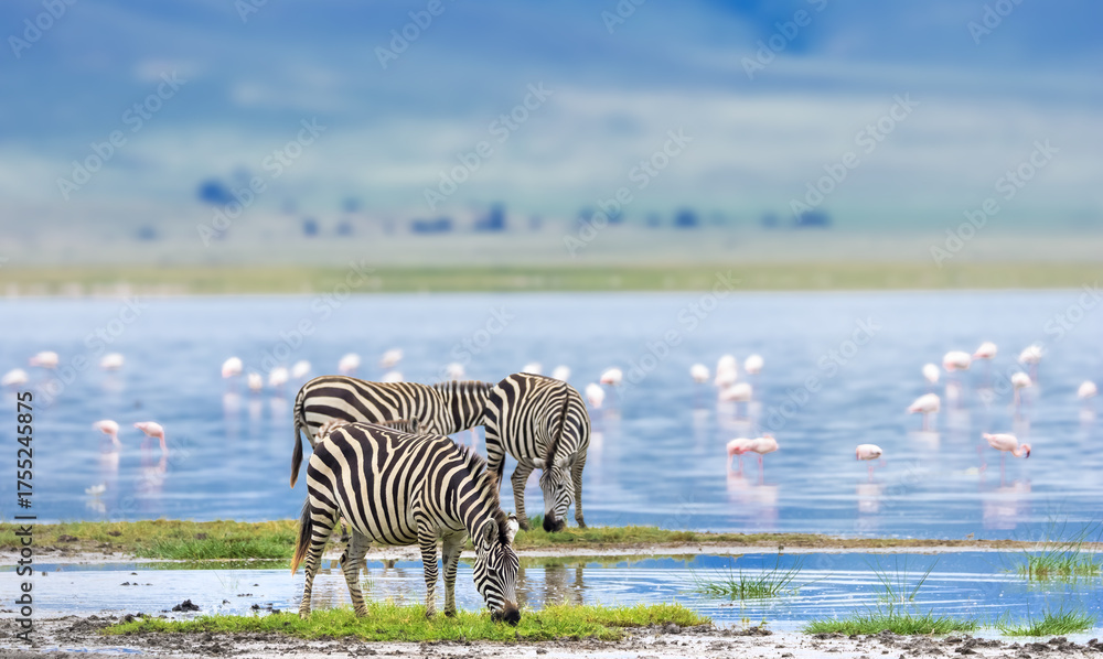 Fototapeta premium Zebras at the Lake Magadi shore in Ngorongoro Crater , Tanzania, Africa.