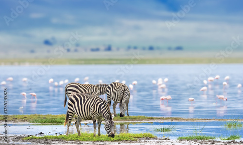 Fototapeta Naklejka Na Ścianę i Meble -  Zebras at the Lake Magadi shore in Ngorongoro Crater , Tanzania, Africa.